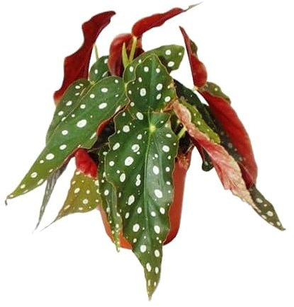 Begonia Maculata Planta Natural para Exterior y Riego Moderado
