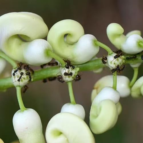 Semi di fagiolo lumaca, per giardinieri Vite di lumaca, semi esotico selvatici estivi organico vecchie varietà decorazione floreale decorazioni da giardino per 20pcs