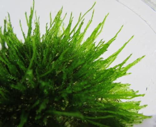 florari XL In-Vitro Vesicularia montagnei christmas/Christmas-Moos
