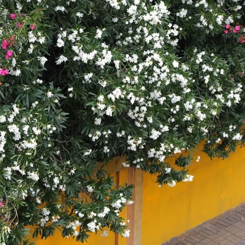 semillas de adelfa resistentes - balcón jardín semillas de pradera perennes, trepadoras resistentes, del prado 10pcs