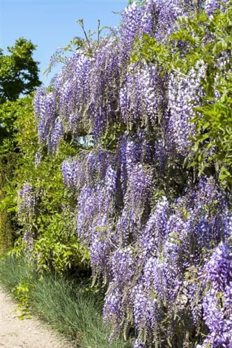 Wisteria floribunda 'Macrobotrys' 60–100 cm – Winterhart, Mehrjährig, Pflegeleicht – Japanischer Blauregen – Kletterpflanze für Pergola & Rankhilfe