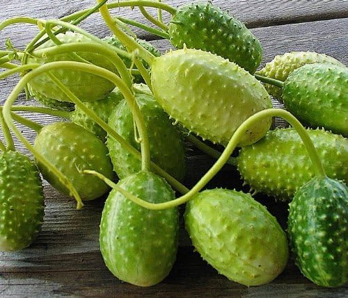 Antillengurke, Indische Gurke (Cucumis anguria) - grun