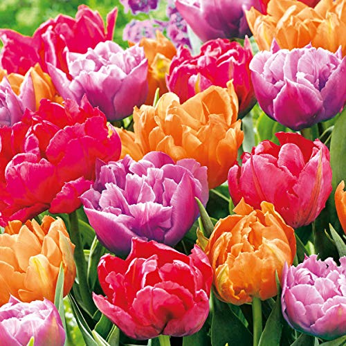 20 Servietten Farbenprächtige Tulpen/Blumen/Frühling 33x33cm