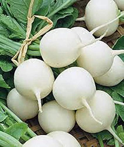 Potseed Germination Les graines: Graines Radis, Grêlon Blanc, Heirloom, Organique, Non OGM, 100 graines, Radis