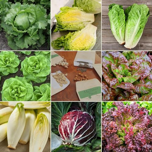 Lettuce & Salad Seed Multi-Pack - 8 Different Varieties Quality Assorted Salad Leaf Vegetable Seed