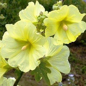 100 graines de fleurs de rose trémière fraîches