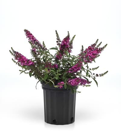 Buddleia Chrysalis Cranberry - Butterfly Bush - Compact - 3 Pot