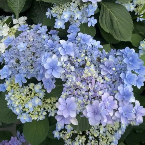 semi di ortensia, interna in vaso raro decorazioni giardino varietà 30pcs