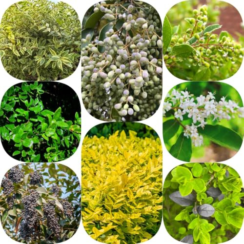Semillas de aligustre - de seto silvestres productos sostenibles del jardín jardín exótico hoja resistentes 600pcs