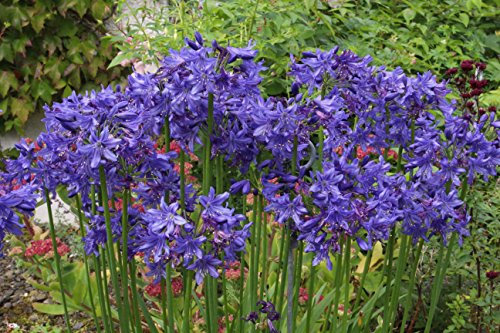 Agapanthus 'Cally Blue': Garden Tested Hardy Perennial Plant Supplied in a Half-Litre Pot
