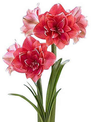 Double Pink Amaryllis Bulb – Large Bulb for Planting, 4-8 Blooms, 16–24 Tall – Elegant Indoor & Outdoor Plant – Ideal for Seasonal Decor – Low-Maintenance Amaryllis Bulb (Not in Wax)