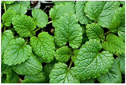 PREMIER SEEDS DIRECT - HERB - Lemon Balm - Melissa OFFICINALIS - 2500 Seeds