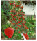 BALDUR Garten Kletter-Erdbeere 'Hummi®', 3 Pflanzen, Fragaria Erdbeerpflanze, schnellwachsende und rankende Klettererdbeeren, selbstfruchtend, winterhart, blühend, Fragaria x ananassa