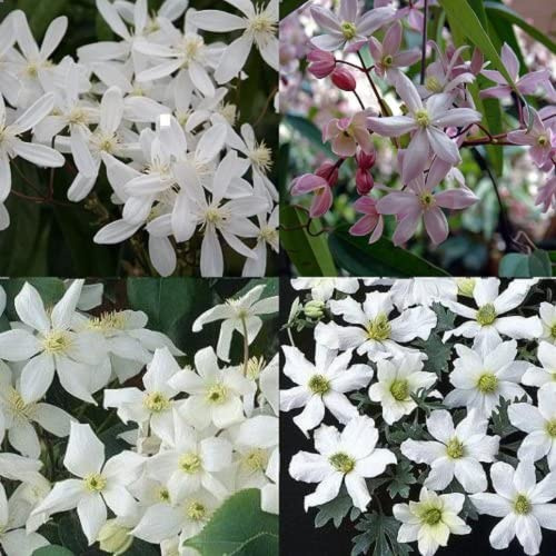 Clematis Mix Blanco - Gaulteria (4 plantas trepadoras) - 4 macetas de 1,5 litros: flor de manzana; Nieve; Avalancha; Sensación temprana - Mezcla blanca/rosa ClematisOnline