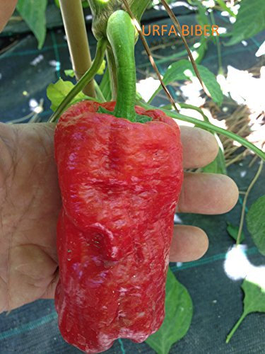 GRAINES DE PIMENT-URFA BIBER