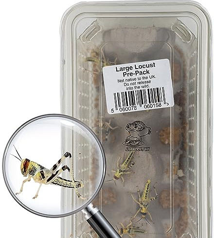 Livefoods4u Large Live Locusts 20-35mm Tub of 10 | Live Reptile Food
