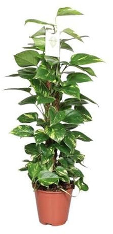 Efeutute Epipremnum Scindapsus Pinnatum – Goldene Efeutute am Moosstock – Ø19cm – 80cm – Luftreinigende Zimmerpflanze mit herzförmigen Blättern – Pflegeleicht & dekorativ