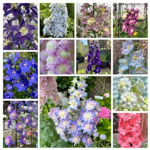 semi di delphinium - giardino resistenti selvatici esotiche interno balcone 450pcs