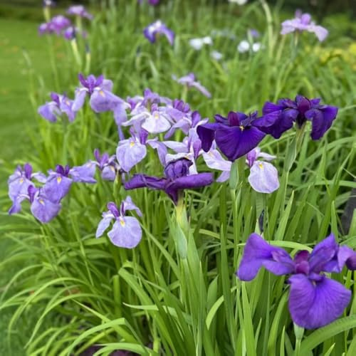 iris selvatici da balcone iris selvatici perenne, tappezzanti, resistenti, perenni primaverili rari per gli amanti del giardino bulbo 4bulbi