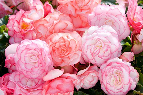 PREMIER SEEDS DIRECT - Begonia Tuberous - ON TOP - Pink Halo F1-15 PELLETS