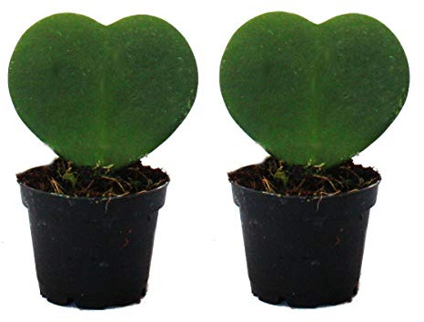 Set mit 2 Pflanzen Hoya kerii Herzblatt-Pflanze 6cm Topf