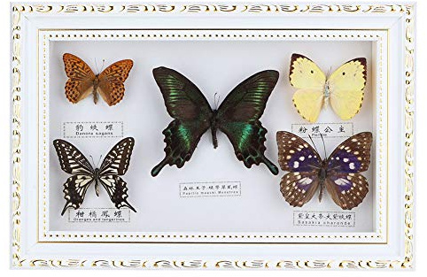 Acouto Spécimen de Papillon, Spécimen de Papillons Exquis Artisanat d'anniversaire Décoration D'intérieur Ornement pour la Saint-Valentin, Noël, Anniversaire, Mariage(boîte