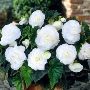 Graines de fleurs blanches doppie Begonia (Begonia Tuberosa) 120+grani