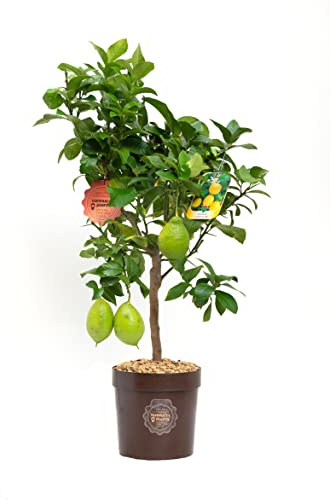 Vannucci Piante - Limone, Citrus limonum, Agrumi, Pianta vera, Pianta da terrazzo, Pianta da frutto, Mediterranea