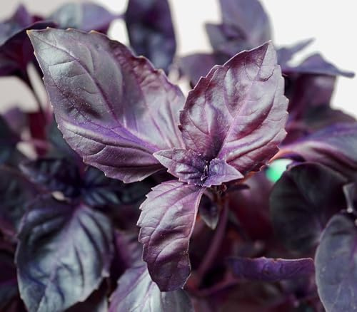 Basilikum Purple Dark Opal - Lichtkeimer - 500 Samen | Aromatischer Purpur-Basilikum mit Intensivem Geschmack