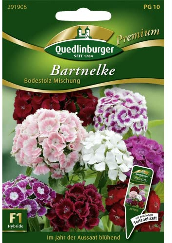 Bartnelke, Bodestolz Mischung F1
