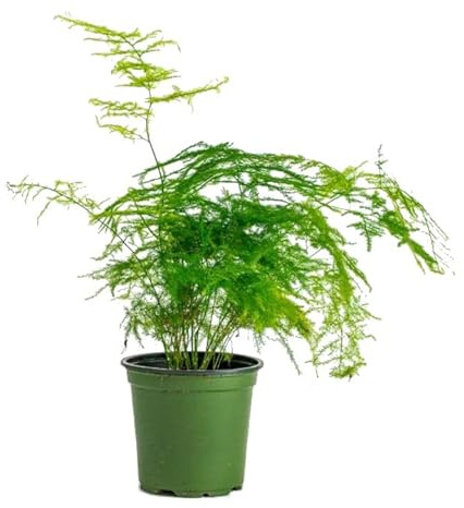 Asparagus Plumosus - DECOALIVE - Planta Natural para Decorar el Hogar