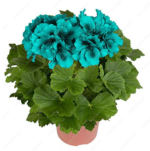 Graines De Fleurs De Pelargonium Peltatum Pour Un Beau Jardin, Bleu Paquet De 100 Graines