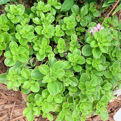 semillas resistentes dede sedum,Cobertura vegetal,decoración de jardín para exteriores.150pcs