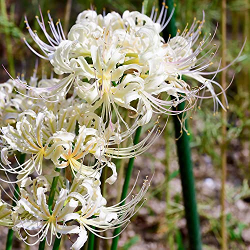 lycoris radiata - lirios araña temprana lirio araña, lirio sangre decoraciones jardín exteriores jardín primavera balcón, 10bulbos