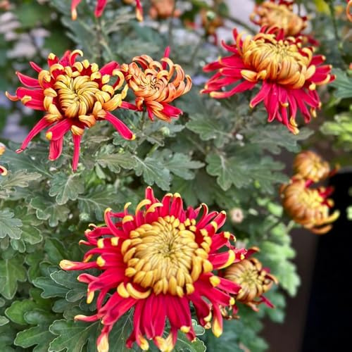 crisantemo - crisantemo semillas de tapizantes resistentes al invierno jardín orgánico balcón, decoración de balcón 1500semillas