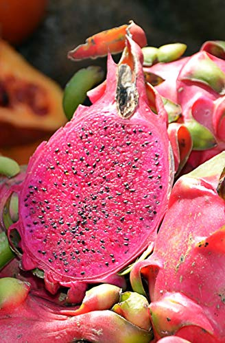 Seedeo® Rote Drachenfrucht/Pitahaya (Hylocereus costaricensis) 20 Samen