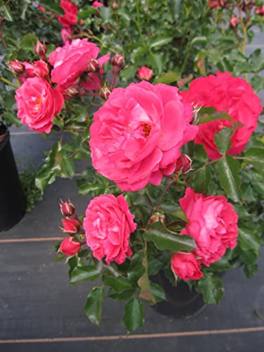 Beetrose Moin Moin ® - Rosa Moin Moin ®