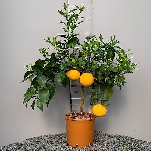 SAVINI VIVAI Planta de pomelo, árbol de cítricos, pomelo rojo en maceta de 20 cm altura 70 cm 2-3 años de injerto, fabricado en Italia