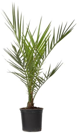 Plant in a Box - Palma datteri delle Canarie - Phoenix canariensis - Altezza 50-60cm - ⌀15cm