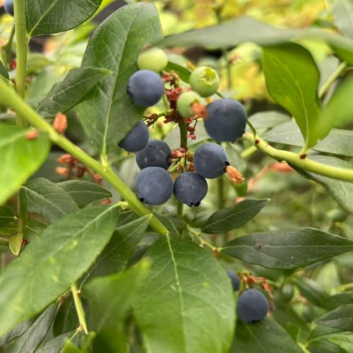 Blueberry Hortblue Petite Plant, 5 Litre Pot, Hardy Fruit Bush