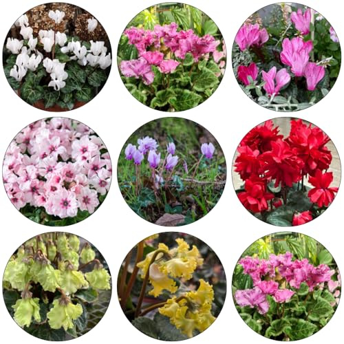 ciclamino - selvatici autunno resistenti interni esotici giardino semi copertura del suolo giardino ombra, 70pcs