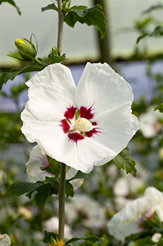 Hibiscus syriacus 'Red Heart' 80-100 cm – Winterhart, Mehrjährig, Pflegeleicht – Gartenhibiskus – Heckenpflanze für Garten & Sichtschutz
