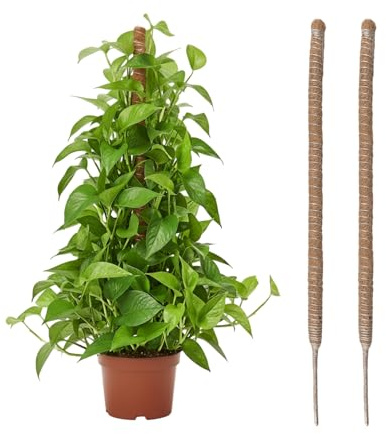 Wigearss 2 Stück Moosstab für Monstera, Kokosfaser Rankhilfe, Pflanzstab Kokos, Pflanzenstütze für Kletterpflanzen, 80cm