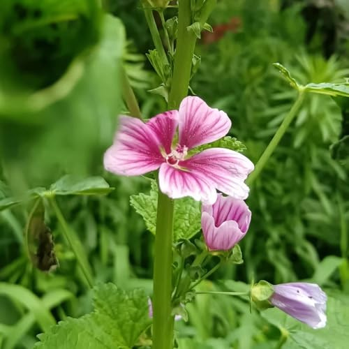 semi di malva biologicito sul balcone semi di malva decorazione floreale organica per balcone Decorazioni per giardini esterni, aromatiche, rampicanti, 800semi