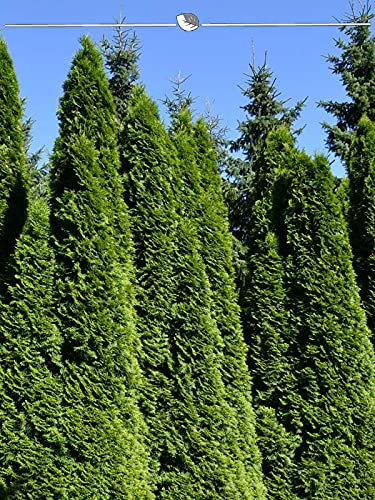 Lebensbaum Smaragd 140-160 cm im Topf. 10 Heckenpflanzen: immergrün & winterhart