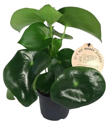 Peperomia Raindrop Natural Planta de Interior Perfecta para Decorar