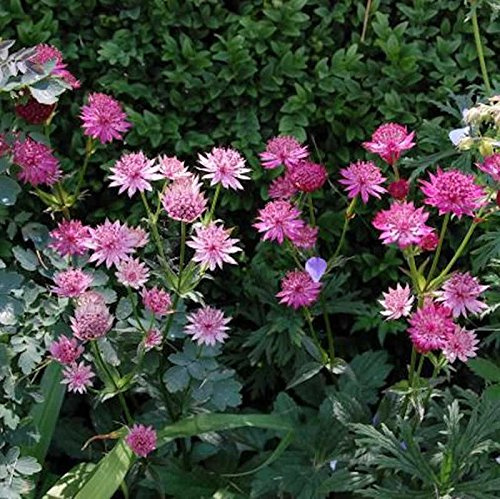 Sterndolde Roma - Astrantia major - lebende Gartenpflanze aus den Baumschulen