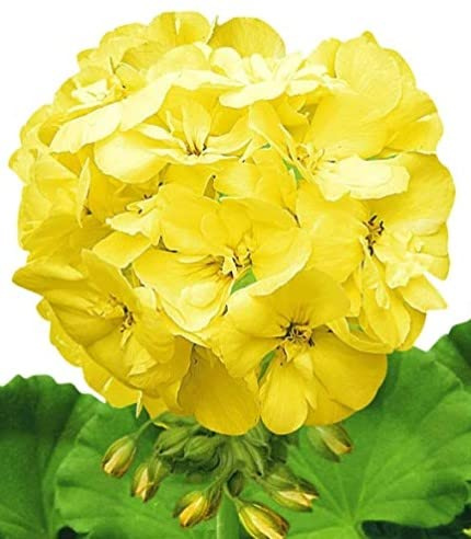 New 20pcs Geranium Flower Seeds Yellow Generic