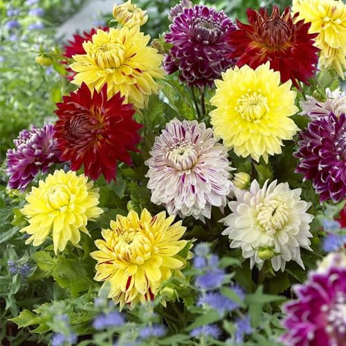 Dalias/natural,brillante,perenne,paisajismo,Fragancia,decorativas,de largo período de floración,Rosas cortadas,Elegante,excelente efecto de visualización,romántico.-2bulbos-M