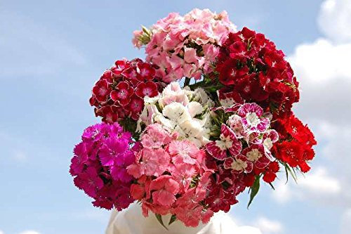 GAROFANO DEI POETI MISCUGLIO NR.100 SEMI